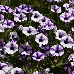 Petunia 'Supertunia Mini Vista® 'Violet Star''