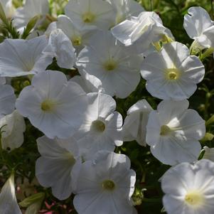 Petunia 'Supertunia Mini Vista® 'White''