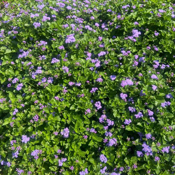 Ageratum 'Monarch Magic' Image