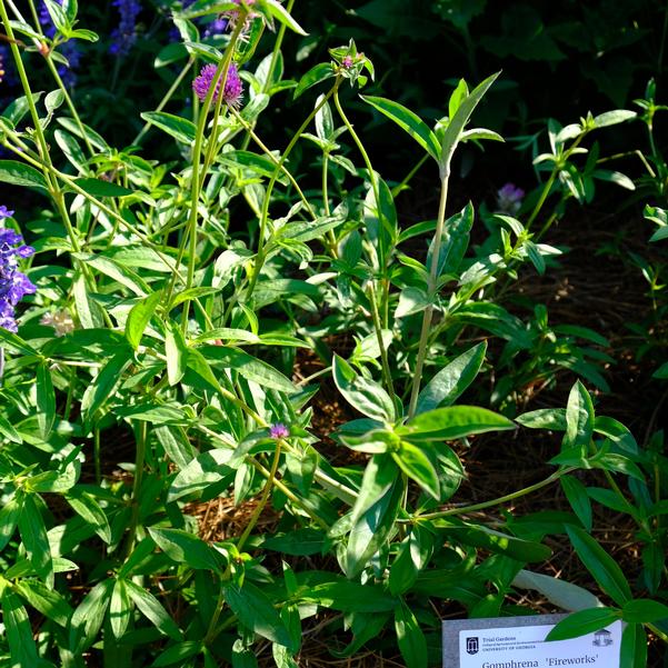 Gomphrena 'Fireworks' Image