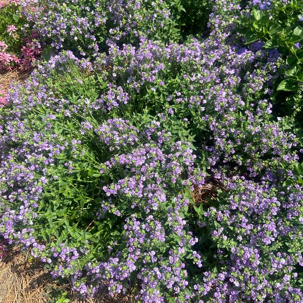 Nemesia 'Bluebird (Imp)' Image