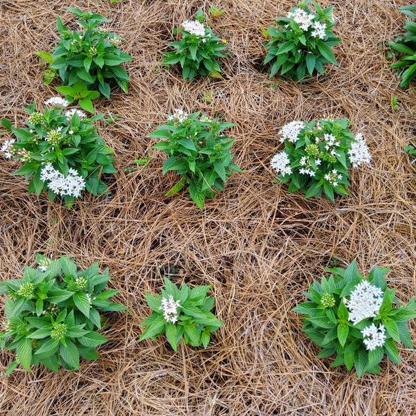 Pentas lanceolata F1 HoneyCluster™ 'White' Image