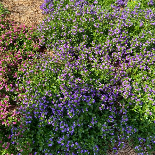 Scaevola Scala Cappello 'Blue' Image