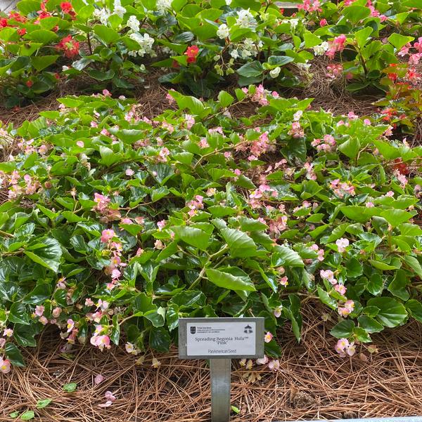 Spreading Begonia Hula™ 'Pink' Image