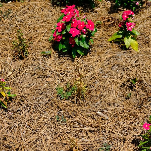 Vinca Titan-ium™ 'Really Red' Image
