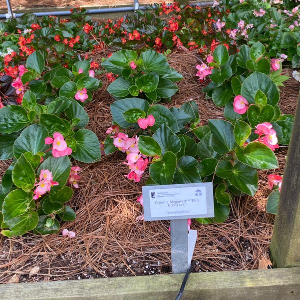 Begonia Megawatt™ 'Pink Green Leaf' Image