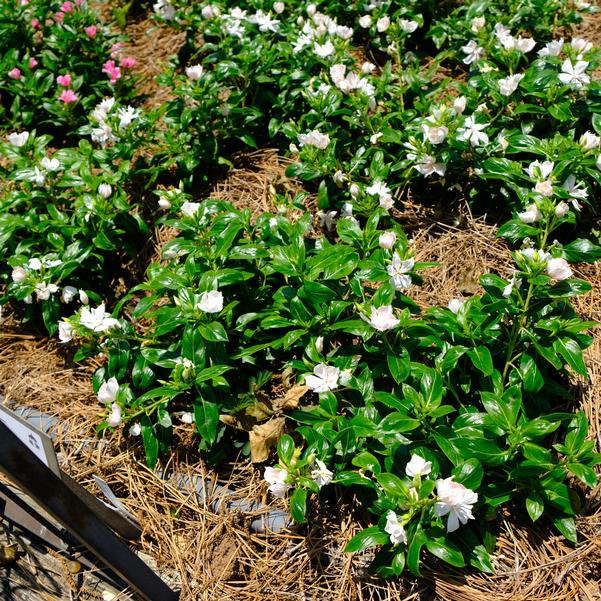 Vinca Soiree 'Double Appleblossom' Image