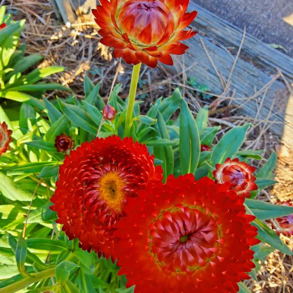 Bracteantha Granvia 'Crimson Sun' Image