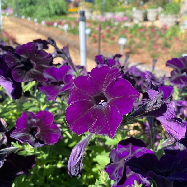 Spreading Petunia Easy Wave® 'Navy Velour' Image