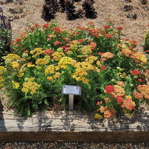 Achillea 'Rose'