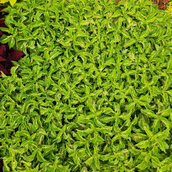 Coleus Down Town 'Port Fairy' Image