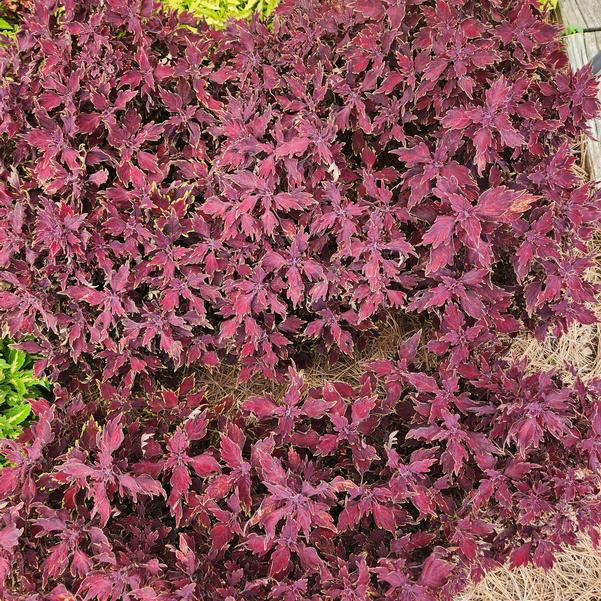 Coleus Down Town 'Dallas' Image