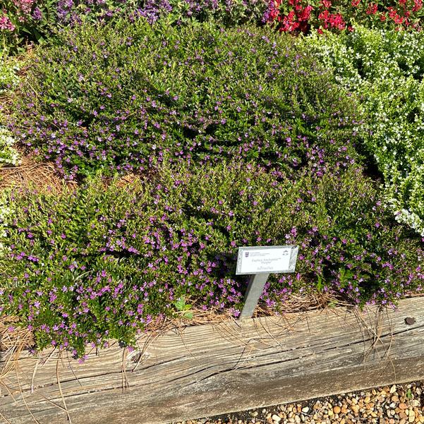 Cuphea Enchantia™ 'Purple' Image