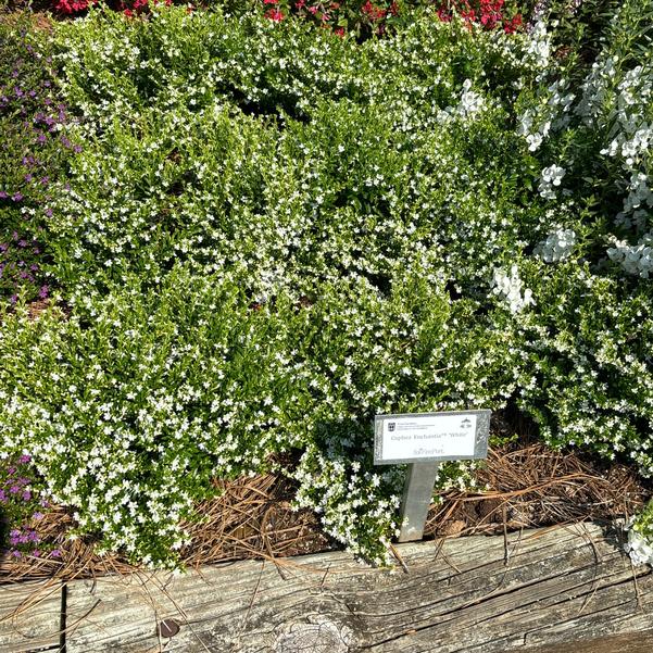 Cuphea Enchantia™ 'White' Image