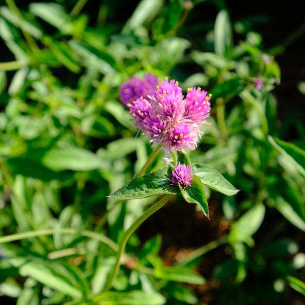 Gomphrena 'Fireworks' Image