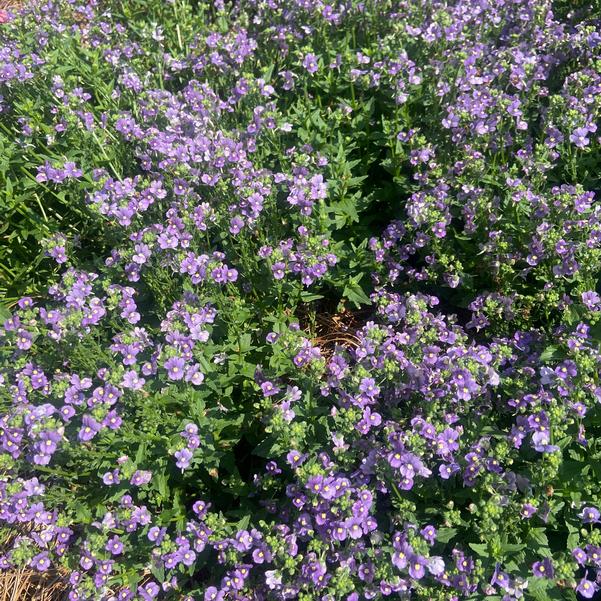 Nemesia 'Bluebird (Imp)' Image
