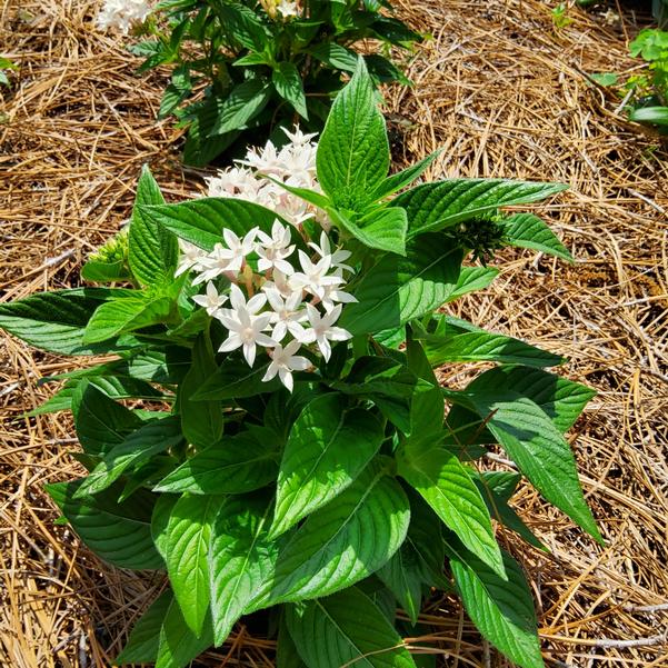 Pentas lanceolata F1 HoneyCluster™ 'White' Image