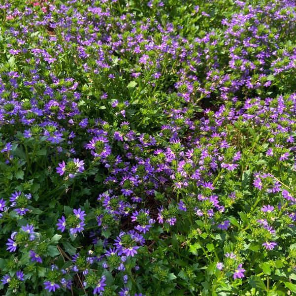 Scaevola Scala Cappello 'Blue' Image