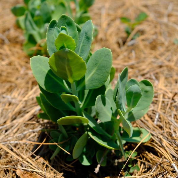 Sedum spectabile 'Spectacular' Image
