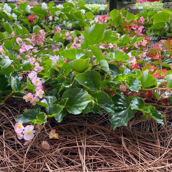 Spreading Begonia Hula™ 'Pink' Image