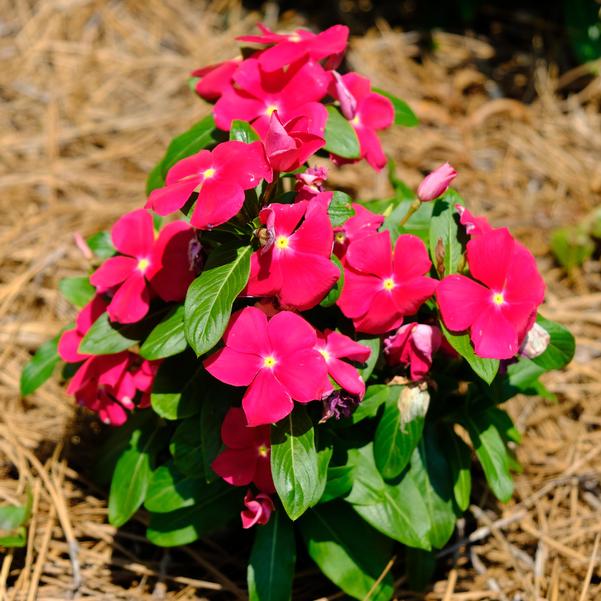 Vinca Titan-ium™ 'Really Red' Image