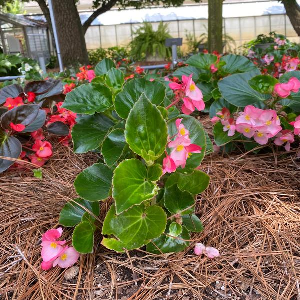 Begonia Megawatt™ 'Pink Green Leaf' Image