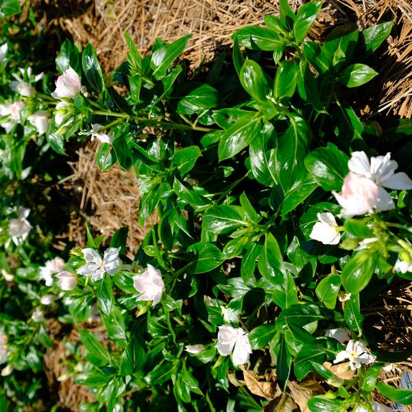 Vinca Soiree 'Double Appleblossom' Image
