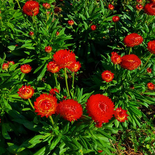 Bracteantha Granvia 'Crimson Sun' Image