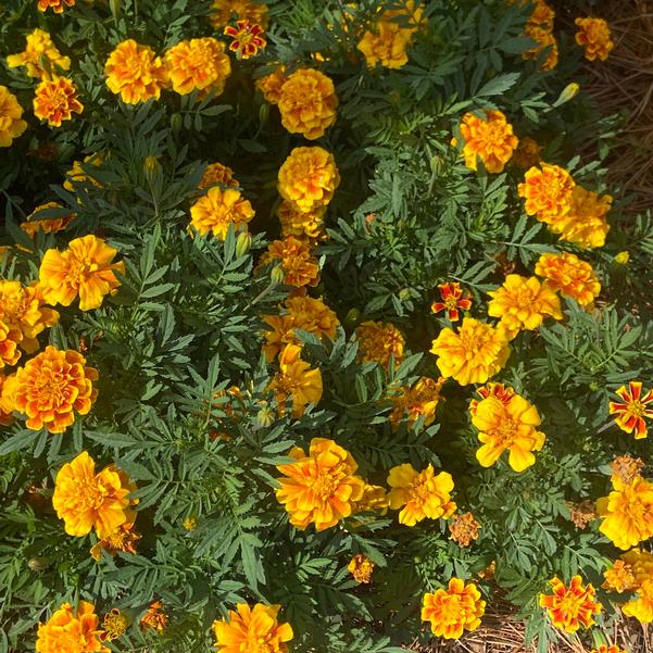 Marigold French 24OSI-17 C2 'Safari Yellow Fire' Image