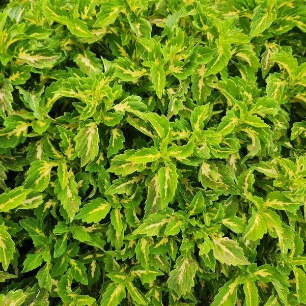 Coleus Down Town 'Port Fairy' Image