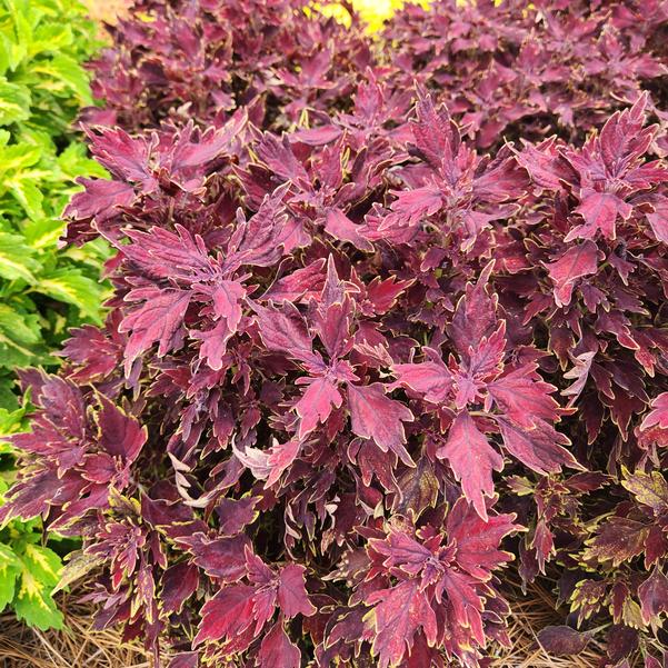 Coleus Down Town 'Dallas' Image