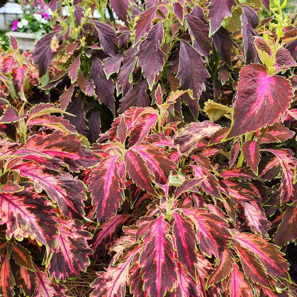 Coleus Premium Sun 'Coral Candy' Image