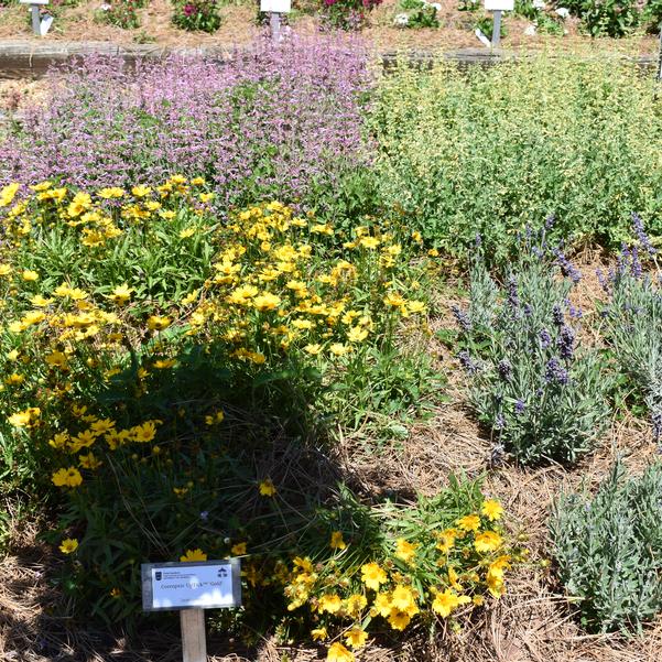 Coreopsis UpTick™ 'Gold' Image