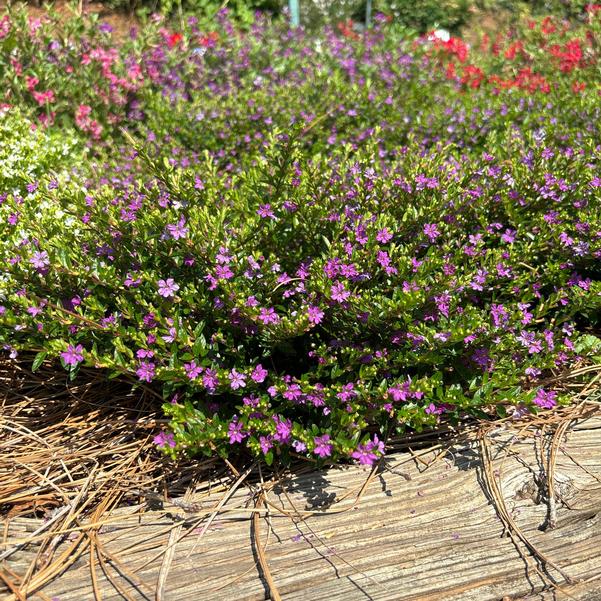 Cuphea Enchantia™ 'Purple' Image