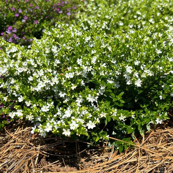 Cuphea Enchantia™ 'White' Image