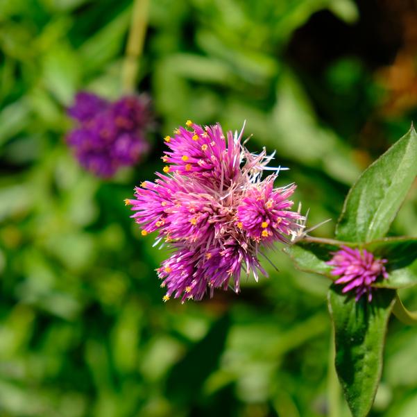 Gomphrena 'Fireworks' Image