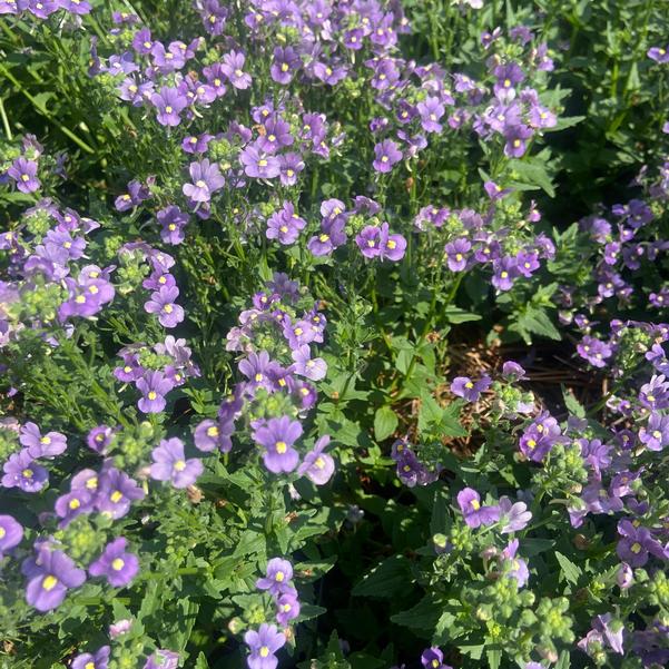 Nemesia 'Bluebird (Imp)' Image