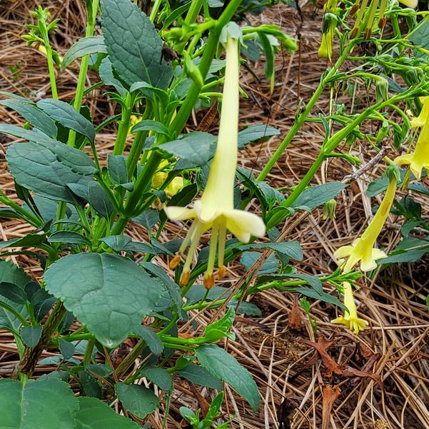 Phygelius COLORBURST™ ''Yellow'' Image