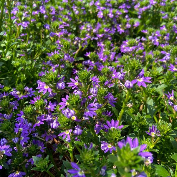 Scaevola Scala Cappello 'Blue' Image