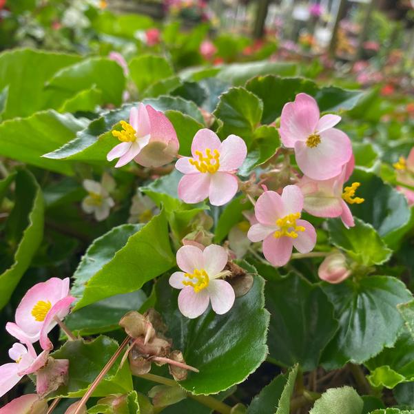 Spreading Begonia Hula™ 'Pink' Image