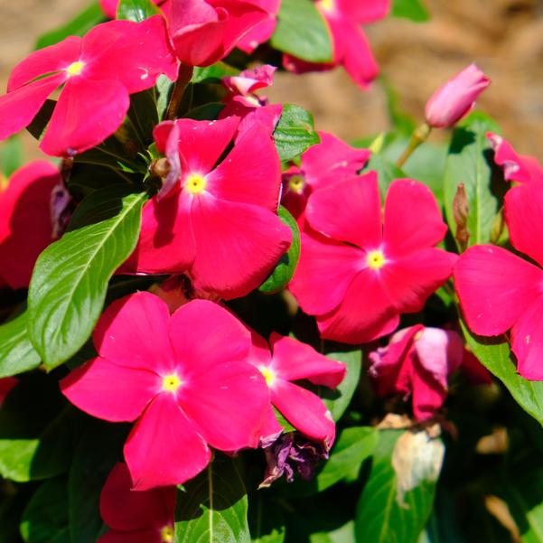 Vinca Titan-ium™ 'Really Red' Image