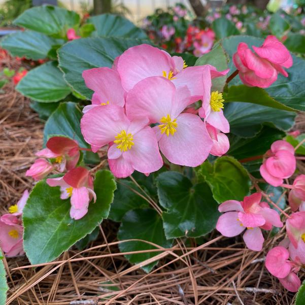 Begonia Megawatt™ 'Pink Green Leaf' Image