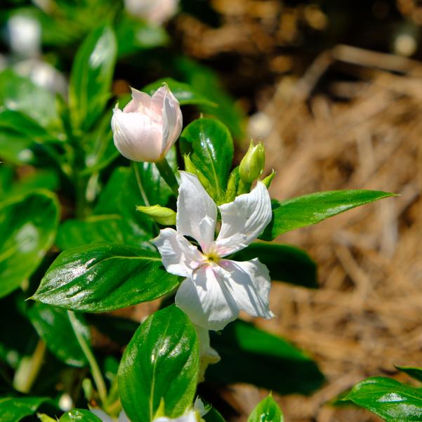 Vinca Soiree 'Double Appleblossom' Image
