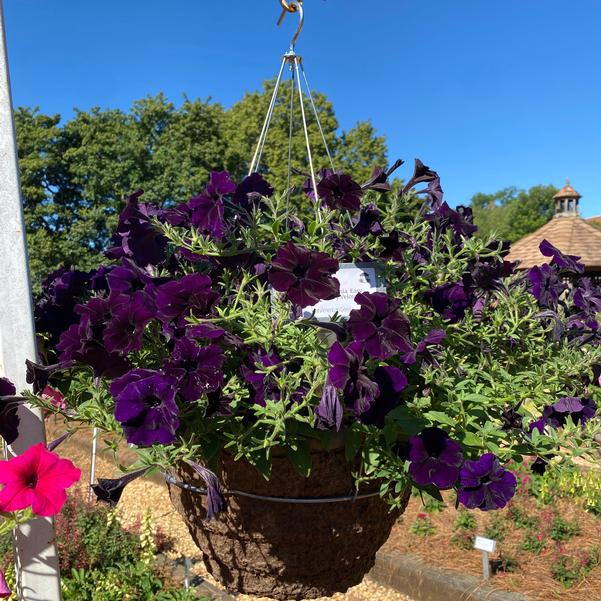 Spreading Petunia Easy Wave® 'Navy Velour' Image
