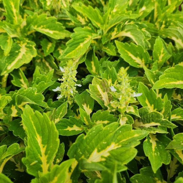 Coleus Down Town 'Port Fairy' Image