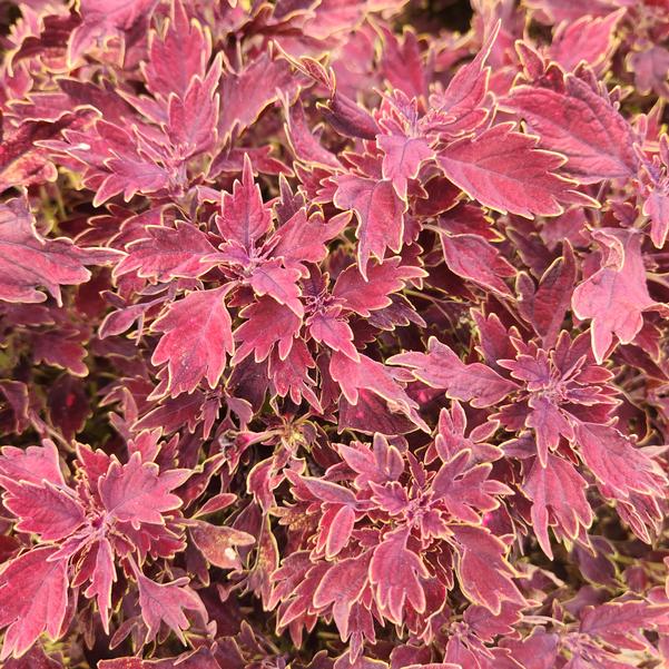 Coleus Down Town 'Dallas' Image