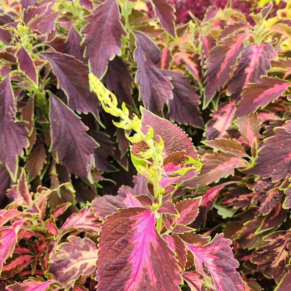 Coleus Premium Sun 'Coral Candy' Image