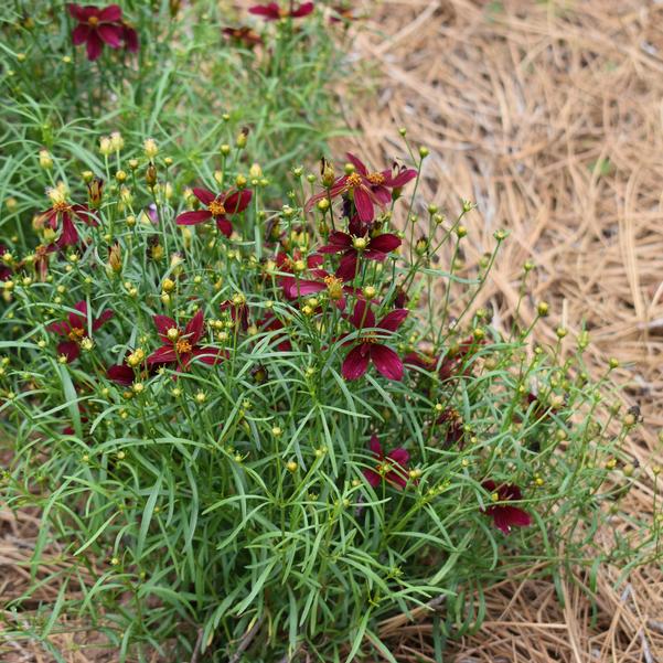 Coreopsis DESIGNER THREADS 'Scarlet Ribbons'' Image