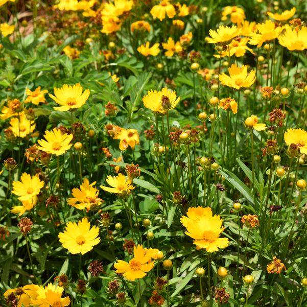 Coreopsis UpTick™ 'Gold' Image