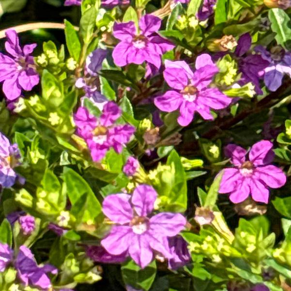 Cuphea Enchantia™ 'Purple' Image